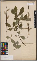 Foto von Salix caprea L.